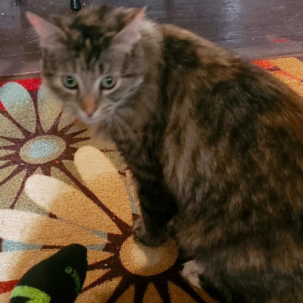 Leela my cat
